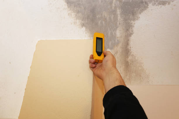 Best Commercial Mold Inspection  in Morenci, MI