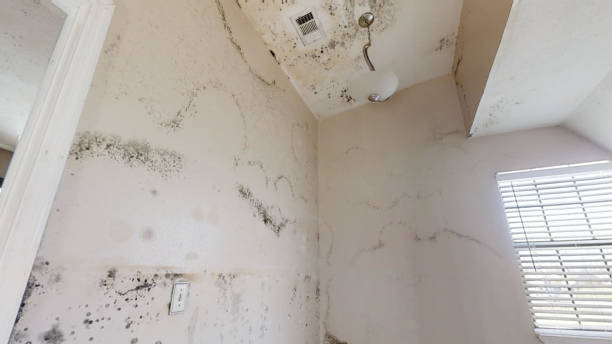 Best Forensic Mold Investigation  in Morenci, MI