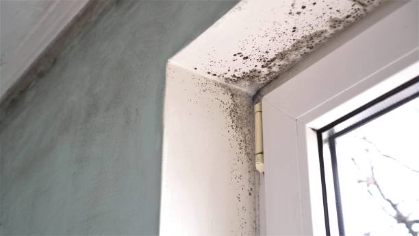 Best Mold Prevention Services  in Morenci, MI