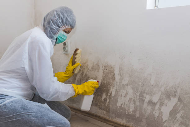 Reliable Morenci, MI Mold Removal Solutions