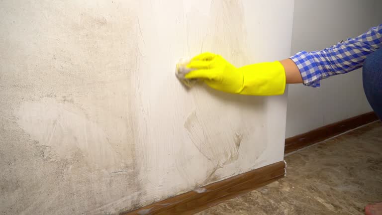 Best Mold Remediation for Rental Properties  in Morenci, MI