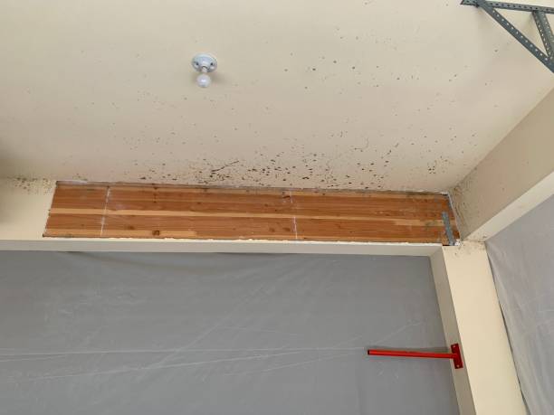 Mold Documentation for Insurance Claims in Morenci, MI